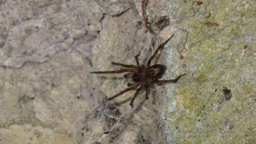 Réf. 192 195 : Amaurobius sp.